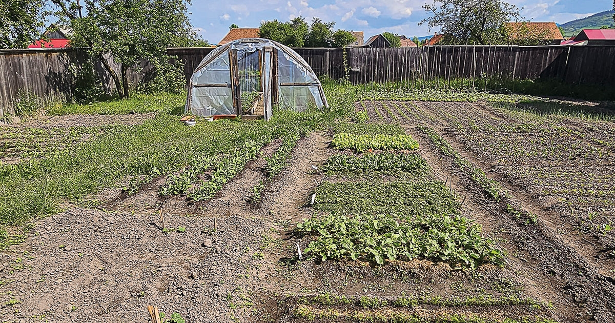 Finomabb a saját zöldség